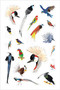 Bird Anatomy Sticker Book (A Julia Rothman Creation; More Than 600 Stickers) by Julia Rothman, 9798897080762