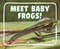 Meet Baby Frogs! - 9798875287862 by Cari Meister, 9798875287862