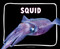Squid - 9798875287695 by Lisa J. Amstutz, 9798875287695