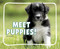 Meet Puppies! by Cari Meister, 9798875287930