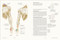 Humanos: La evolución de nuestra especie (Humans) (Spanish Edition) by DK, 9798217312955