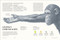 Humanos: La evolución de nuestra especie (Humans) (Spanish Edition) by DK, 9798217312955