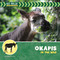 Okapis in the Wild by Meeg Pincus, 9781668980101