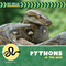 Pythons in the Wild by Meeg Pincus, 9781668980132