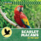 Scarlet Macaws in the Wild by Meeg Pincus, 9781668980118