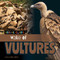 Wake of Vultures by Alex Berry, 9781668980385