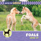 Foals Grow Up by Cecilia Minden, 9781668981429