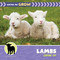 Lambs Grow Up by Cecilia Minden, 9781668981450