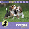 Puppies Grow Up by Cecilia Minden, 9781668981467