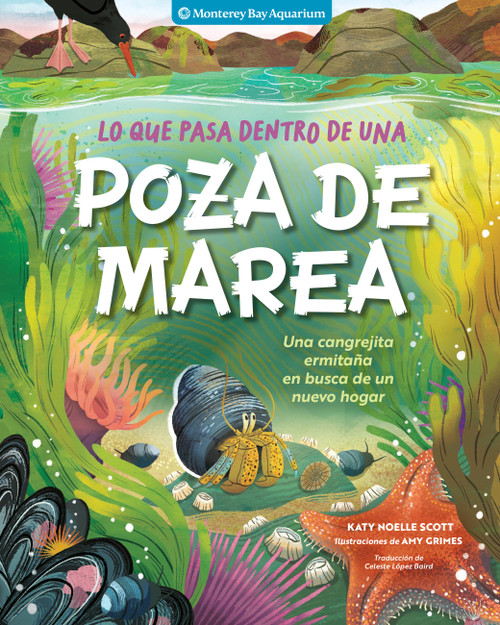 Lo que pasa dentro de una poza de marea (Una cangrejita ermitaña en busca de un nuevo hogar) (Spanish Edition) by Monterey Bay Aquarium, Katy Scott, Celeste López Baird, Amy Grimes, 9798897080908