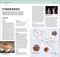 DK Top 10 Bangkok (Top 10 lists for your perfect trip, plus an all-weather folded map) by DK Travel, 9780241813485