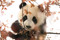 Giant Panda (Portraits, Wild Habitats, and Untold Stories) by The National Forestry and Grassland Administration, China, 9781788843775