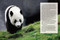 Giant Panda (Portraits, Wild Habitats, and Untold Stories) by The National Forestry and Grassland Administration, China, 9781788843775