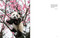 Giant Panda (Portraits, Wild Habitats, and Untold Stories) by The National Forestry and Grassland Administration, China, 9781788843775