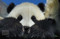 Giant Panda (Portraits, Wild Habitats, and Untold Stories) by The National Forestry and Grassland Administration, China, 9781788843775