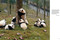 Giant Panda (Portraits, Wild Habitats, and Untold Stories) by The National Forestry and Grassland Administration, China, 9781788843775