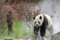 Giant Panda (Portraits, Wild Habitats, and Untold Stories) by The National Forestry and Grassland Administration, China, 9781788843775