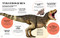 Bite-Sized Facts: Dinosaurs by Cristina Banfi, 9788854422261