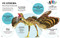 Bite-Sized Facts: Dinosaurs by Cristina Banfi, 9788854422261