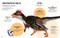 Bite-Sized Facts: Dinosaurs by Cristina Banfi, 9788854422261