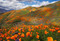 The Wildflower Travel Book (50 Colourful Destinations in Nature) by Caroline Kamp, 9789059964556
