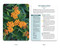 The Native Plant Identification Deck: Northeast US (75 Photo Cards for Easy Plant Identification) by Cheryl Rafuse, 9781507226841