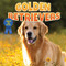 Golden Retrievers by Dan Lopez, 9781978580305