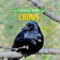 Crows by Kim Thompson, 9781978580428