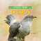 Cuckoos by Kim Thompson, 9781978580459