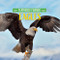 Eagles by Kim Thompson, 9781978580480