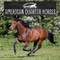 American Quarter Horses by Anne Accardi, 9781978580770