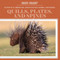 Quills, Plates, and Spines by Rosie Banks, 9781538314869
