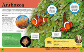 The Amazing Book of Ocean Animals (A Deep Dive into Our World's Oceans!) by Claudia Martin, 9781398875081