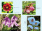 Walking the Himalayan Flower Path (A Practical Guide to 16 Flower Essences) by Lysette R. Guest, 9798888504703