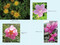 Walking the Himalayan Flower Path (A Practical Guide to 16 Flower Essences) by Lysette R. Guest, 9798888504703