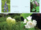 Walking the Himalayan Flower Path (A Practical Guide to 16 Flower Essences) by Lysette R. Guest, 9798888504703
