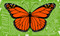 A Wild Promise (An Illustrated Celebration of The Endangered Species Act) by Allen Crawford, Terry Tempest Williams, 9781953534897