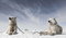 Echoes of the Pack by Guadalupe Laiz, 9781923094314
