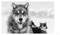 Echoes of the Pack by Guadalupe Laiz, 9781923094314