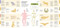 Foldout Anatomy (An Interactive Look Inside Humans and Animals) by Jana Albrechtová, Radka Píro, Lida Larina, 9781638191292