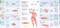 Foldout Anatomy (An Interactive Look Inside Humans and Animals) by Jana Albrechtová, Radka Píro, Lida Larina, 9781638191292
