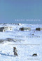 Arctic Migrants/Arctic Villagers (The Transformation of Inuit Settlement in the Central Arctic) by David Damas, 9780773524057
