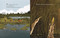 The Dawn Chorus (Protecting Birdsong Around the World) by Susan Wroble, Alexandra Finkeldey, 9780823460366