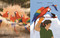 The Dawn Chorus (Protecting Birdsong Around the World) by Susan Wroble, Alexandra Finkeldey, 9780823460366
