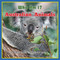 Who Am I? Australian Animals by Read With You Center for Excellence in STEAM Education, 9781944710750