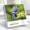 2027 Birds: Backyard & Beyond Daily Desktop Calendar by TF Publishing, 9798889616566