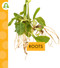 Roots by Ana Brauer, 9798896856993