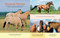 Horses (Learn About the Amazing Lives of Our Beautiful Equine Friends) by Editors of Storey Publishing, 9781635869682