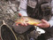 Fly Fish Bozeman (Locals' Guide to Best Fly Fishing Nearby) by Josh Bergan, 9780811777827
