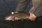 Fly Fish Bozeman (Locals' Guide to Best Fly Fishing Nearby) by Josh Bergan, 9780811777827